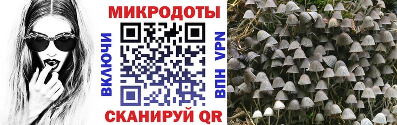 Псилоцибиновые грибы Cubensis  Кущёвская 